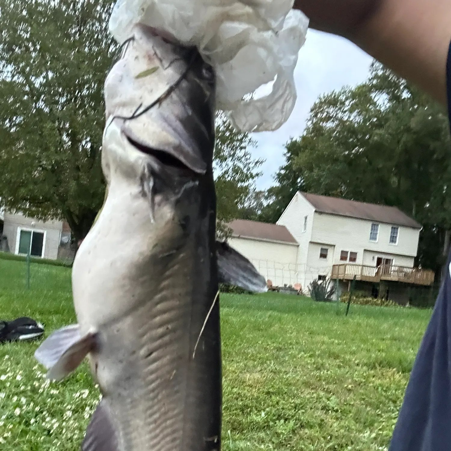 Channel catfish caught on Fishbrain