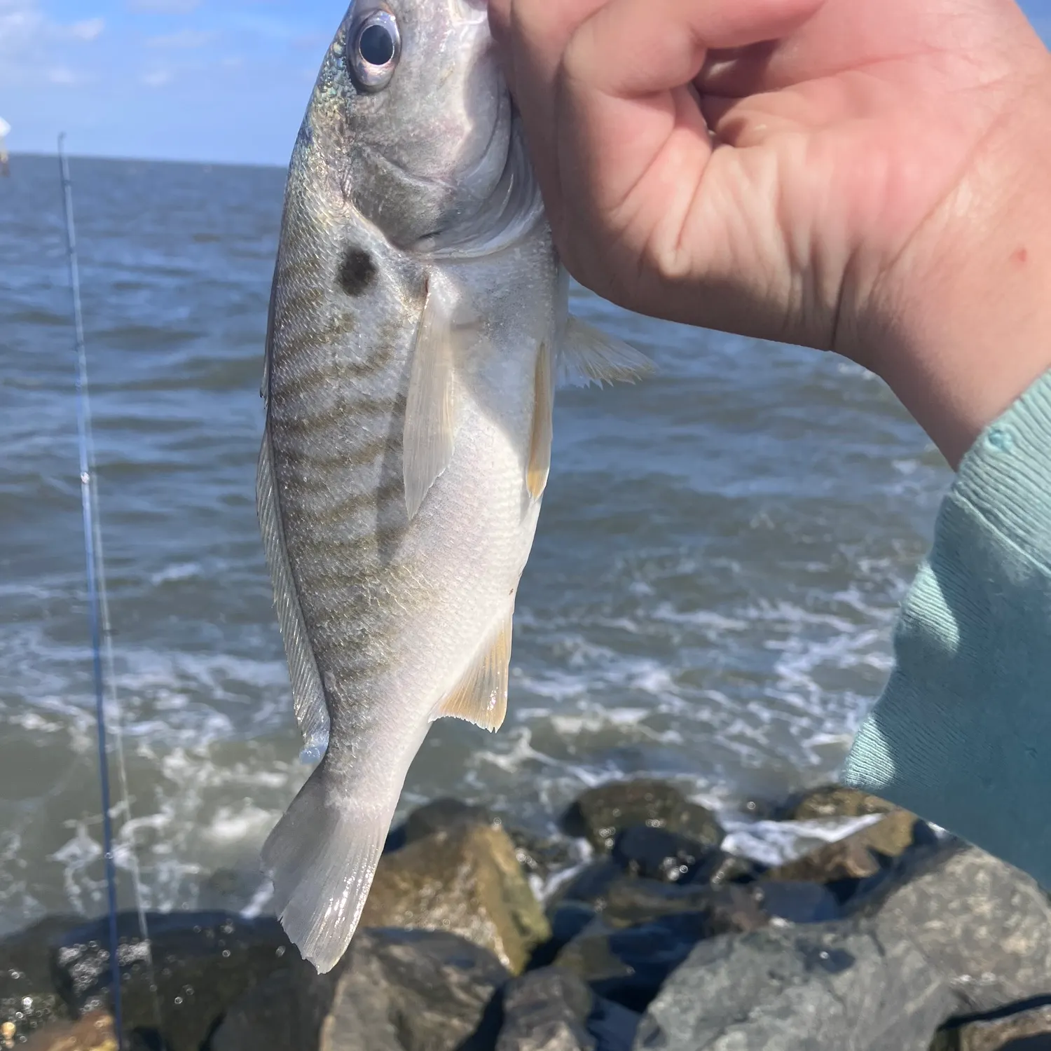 Spot croaker caught on Fishbrain