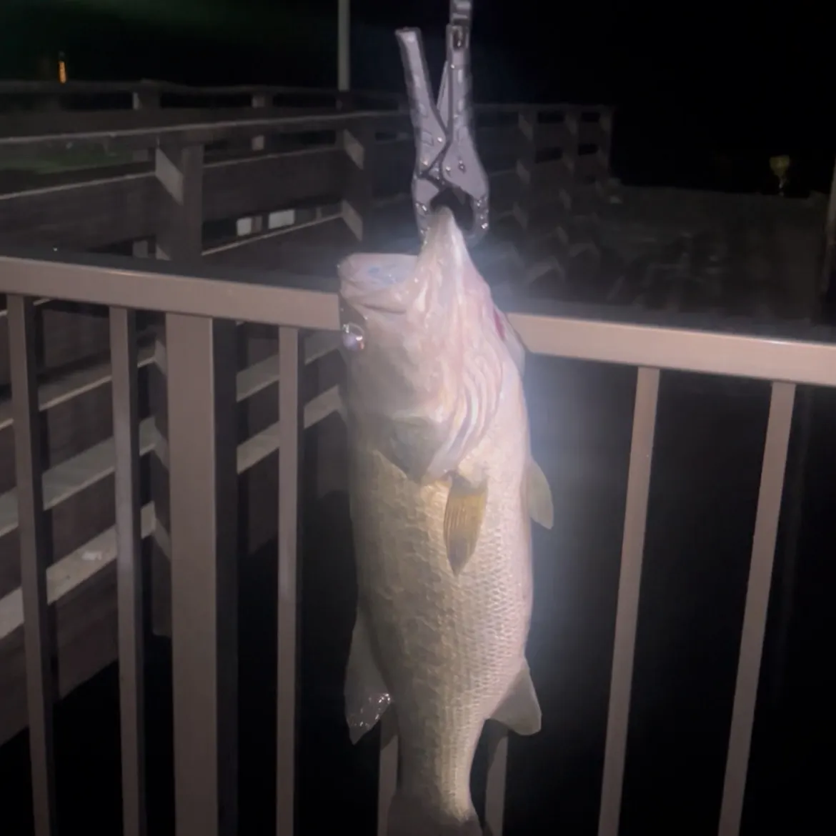 Fish caught on Fishbrain