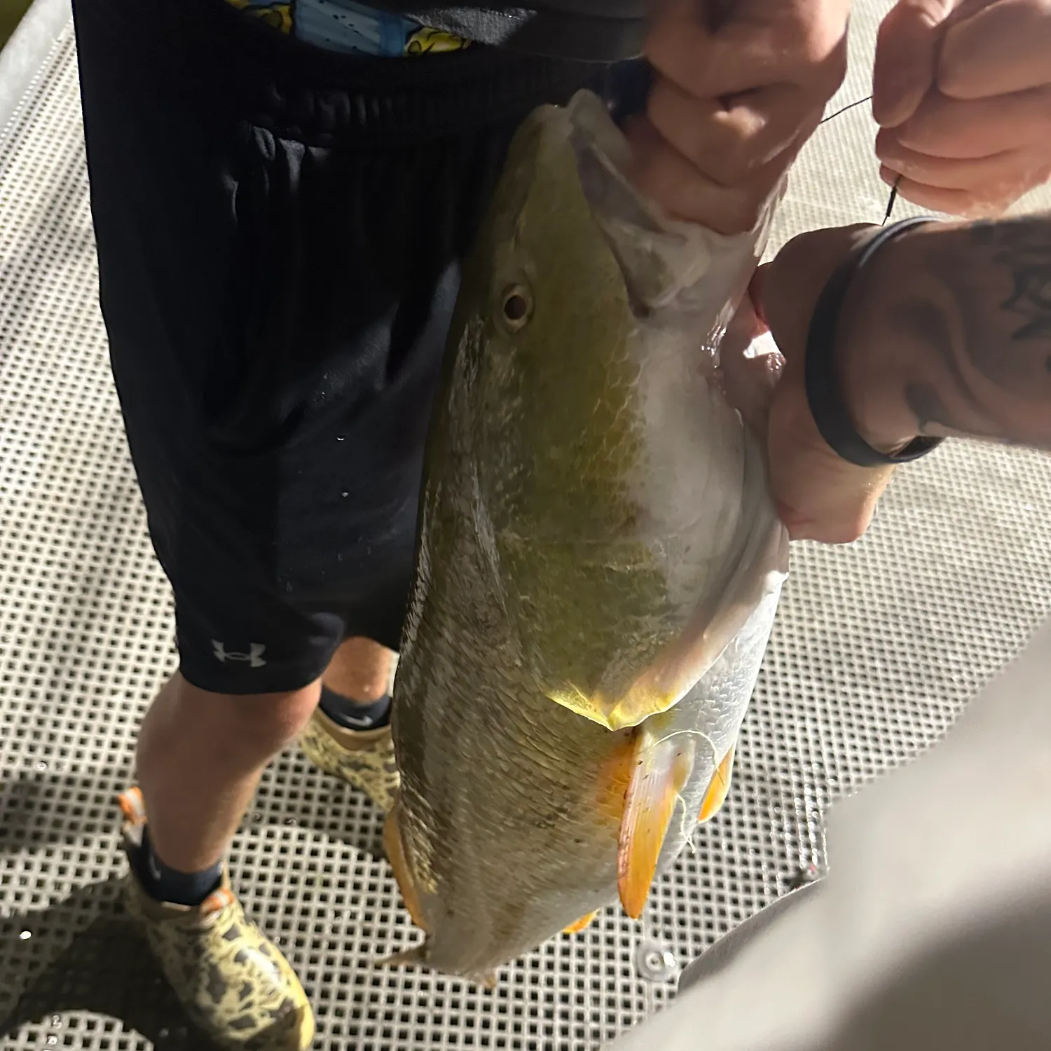 Red drum caught on Fishbrain