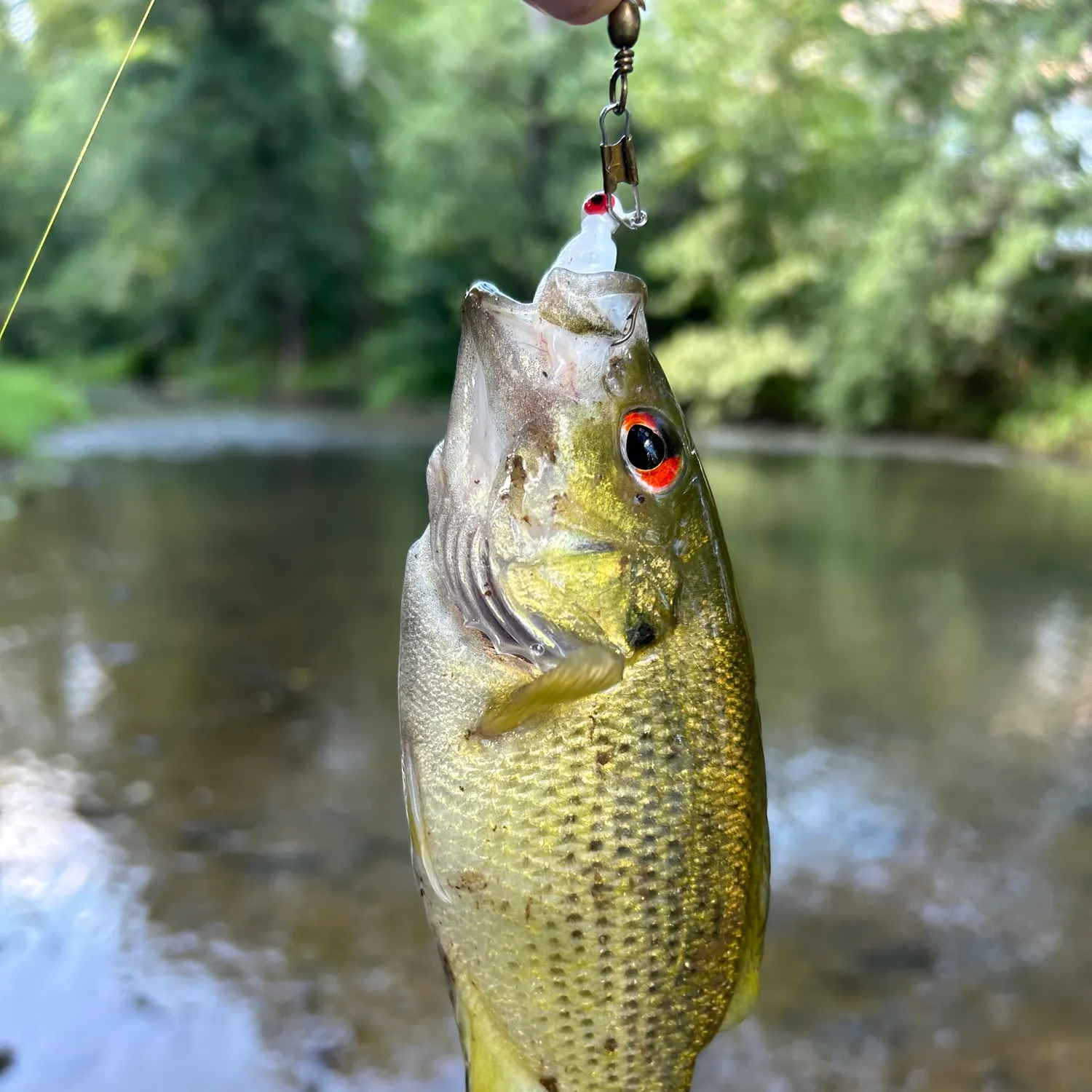 Rock bass caught on Fishbrain