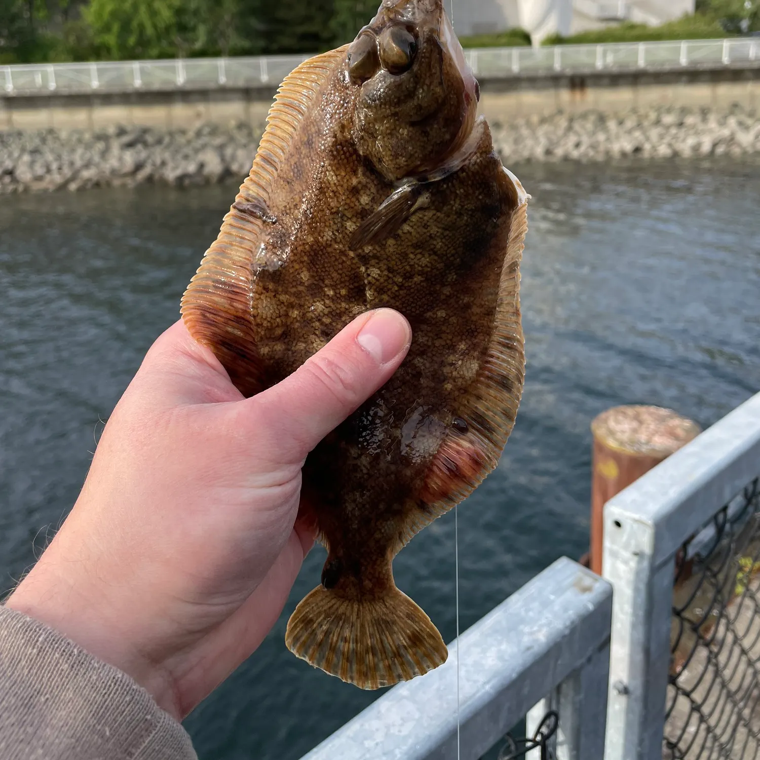 The most popular recent Common sole catch on Fishbrain
