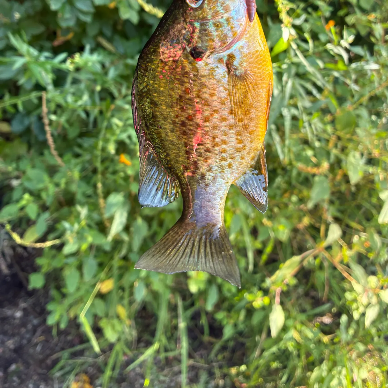 Pumpkinseed caught on Fishbrain