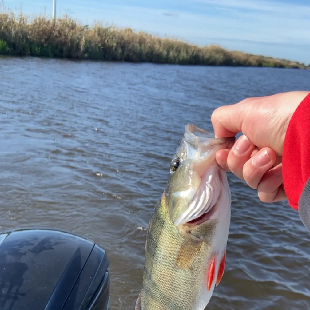 European perch caught on Fishbrain
