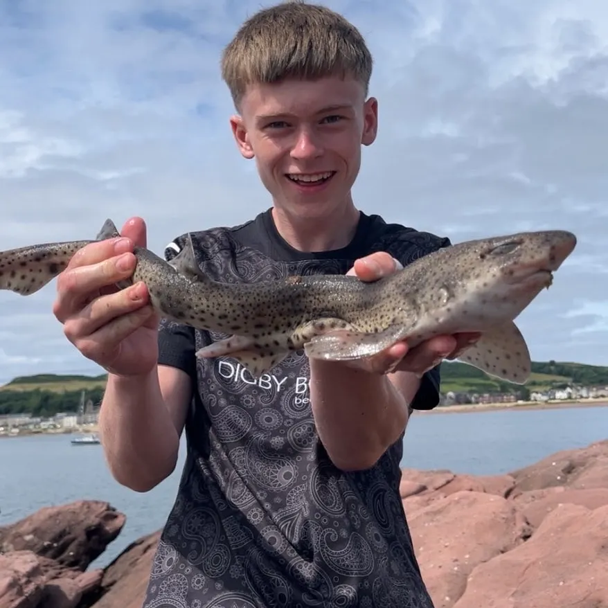 The most recent Lesser spotted dogfish catches on Fishbrain