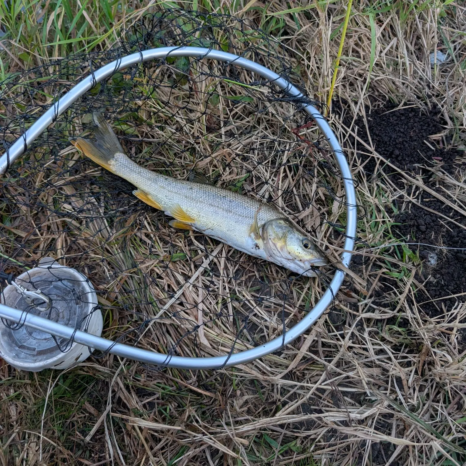 Northern pikeminnow caught on Fishbrain