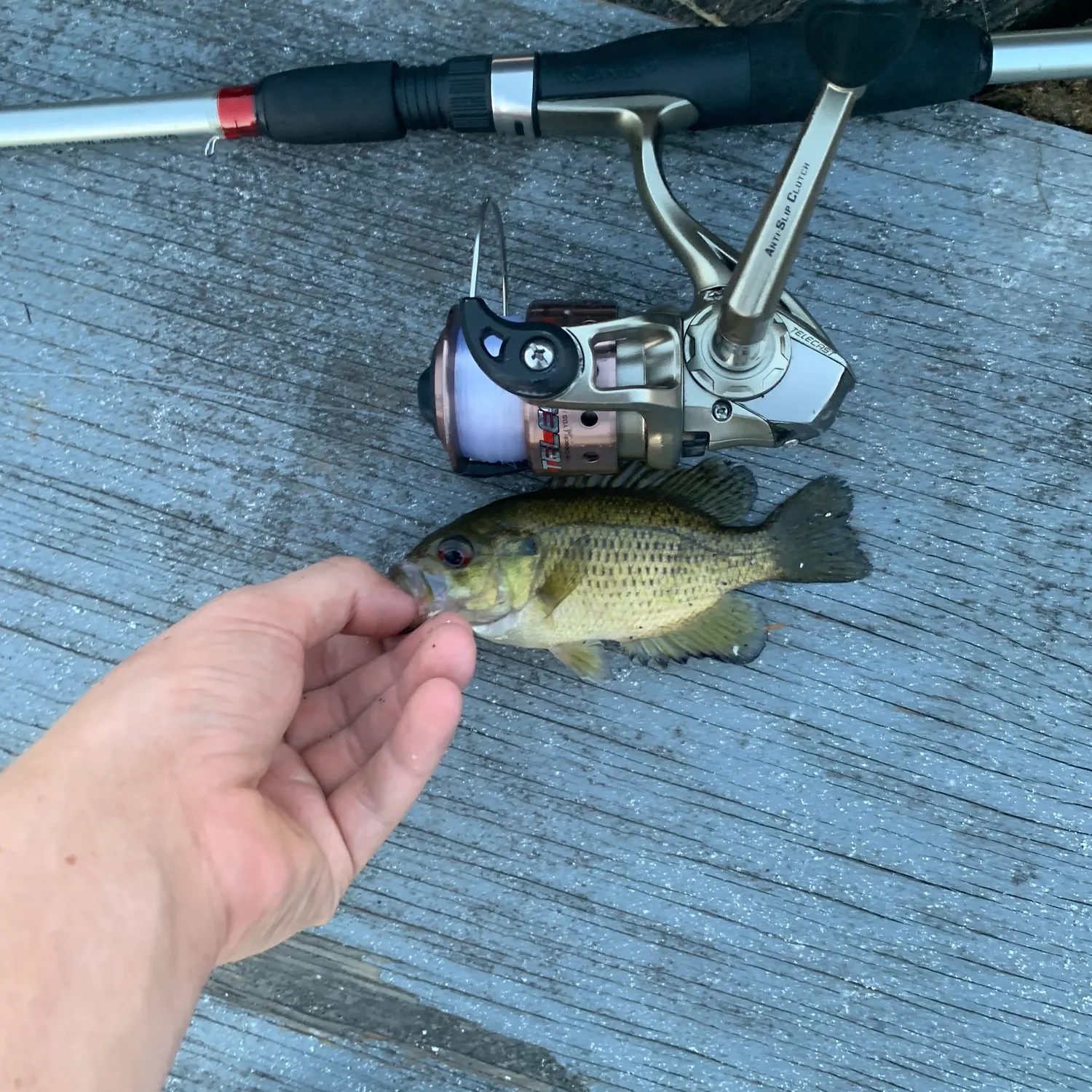 recently logged catches