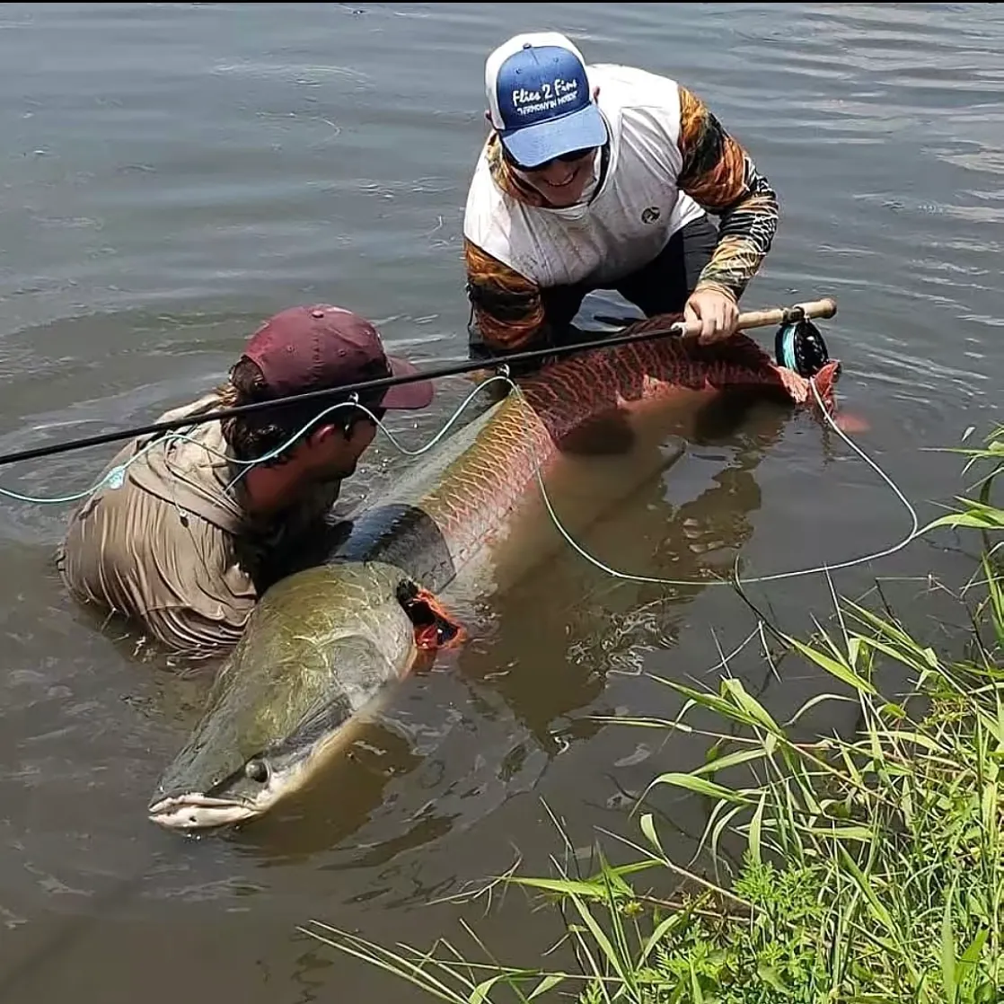 The most recent Arapaima catches on Fishbrain