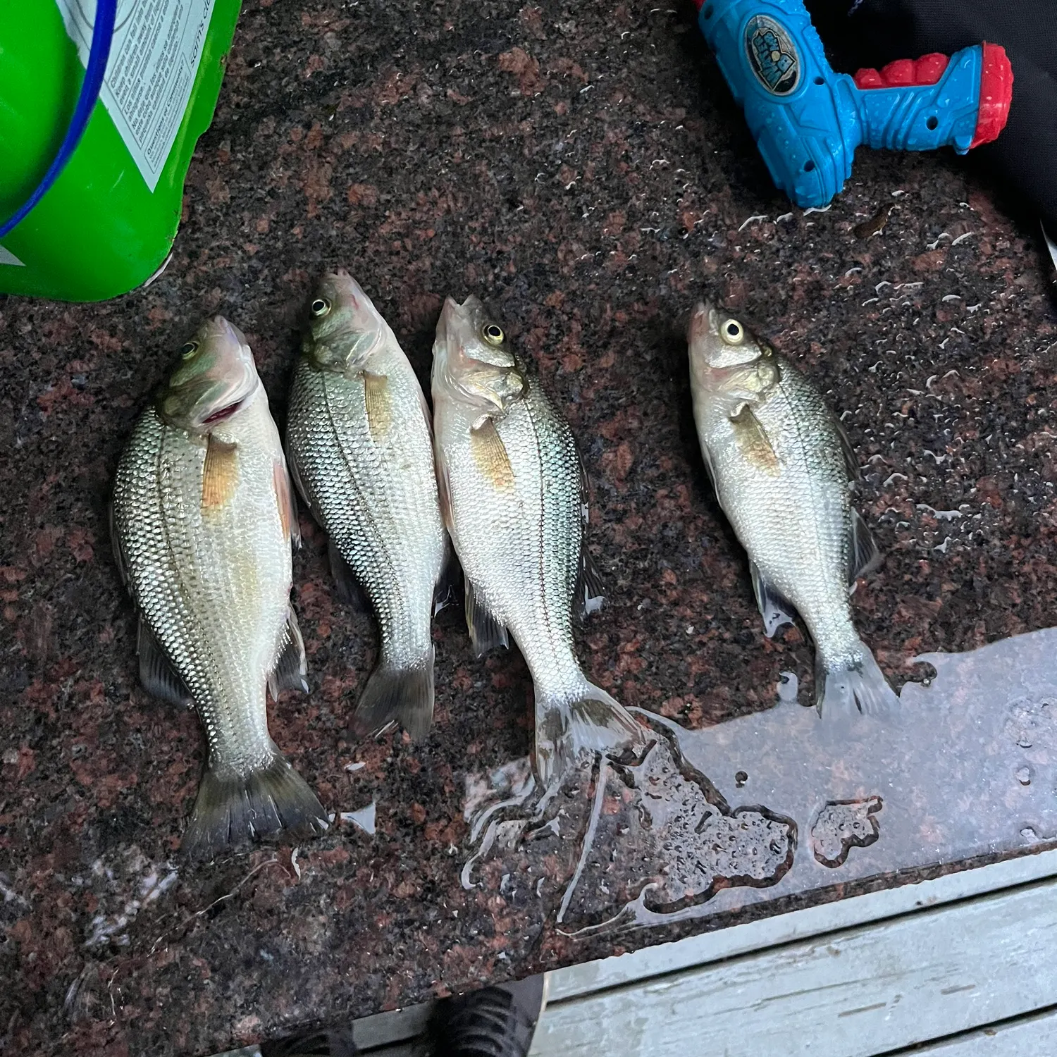 recently logged catches