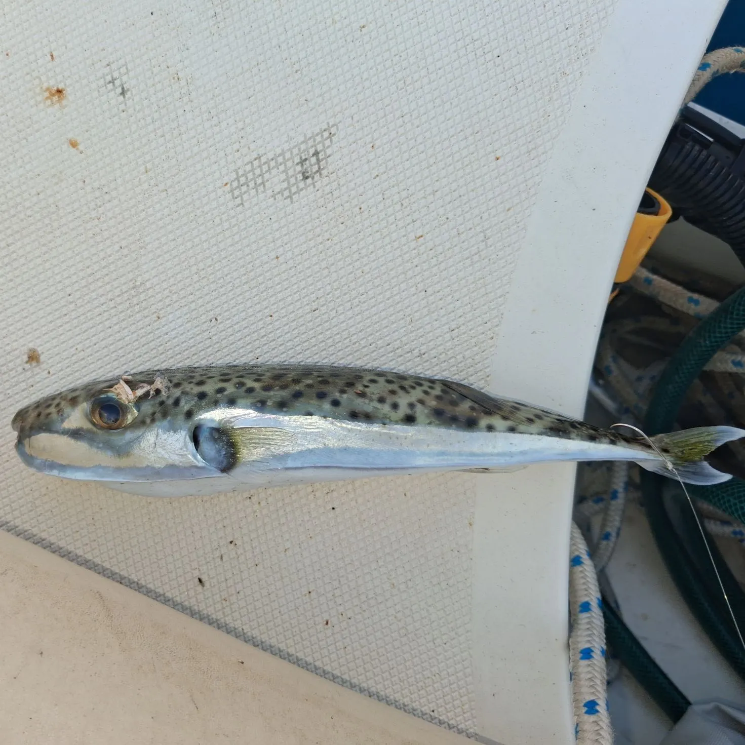 The most recent Silver-cheeked toadfish catches on Fishbrain