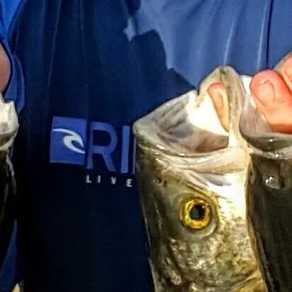 The most recent Eastern Australian salmon catches on Fishbrain