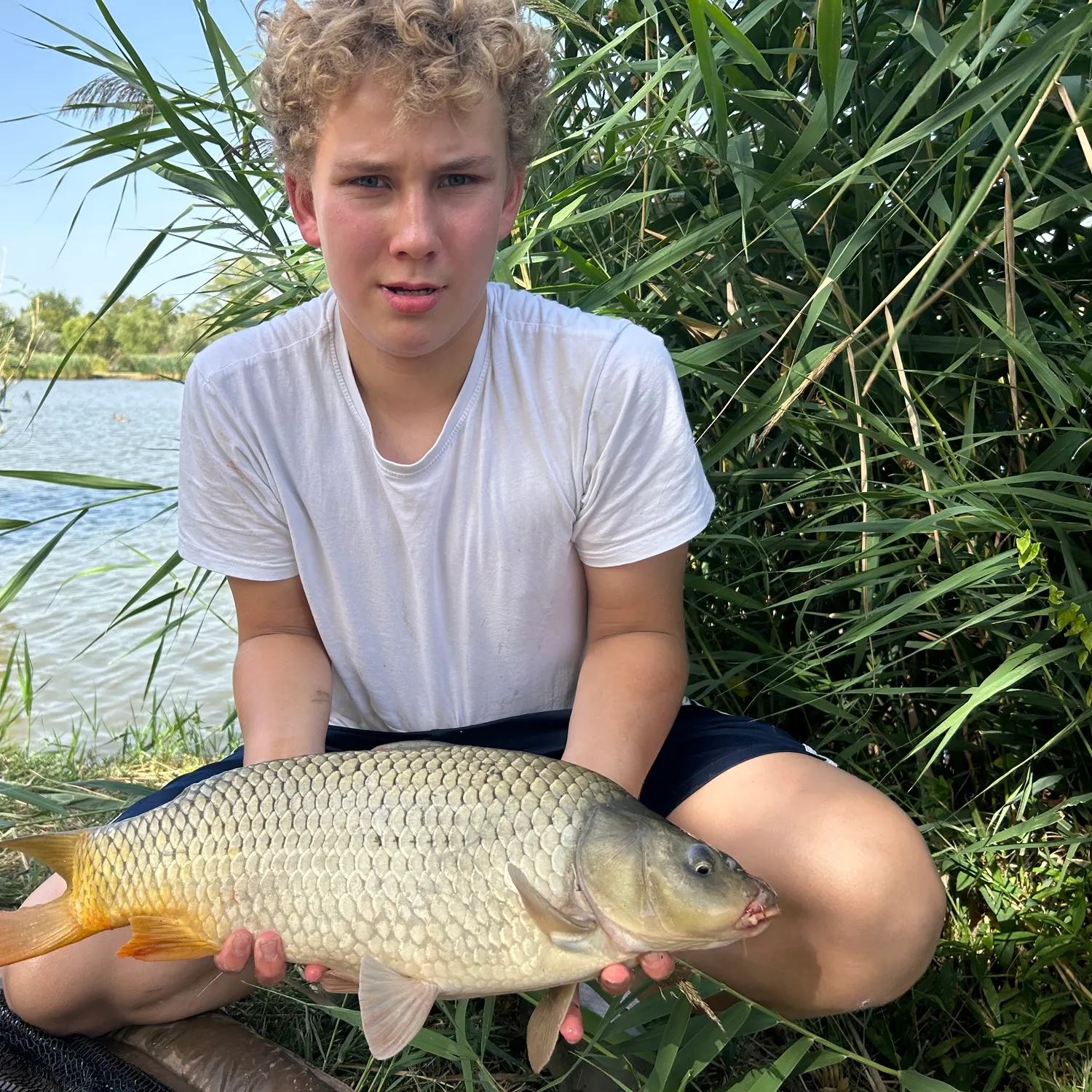 Common carp caught on Fishbrain