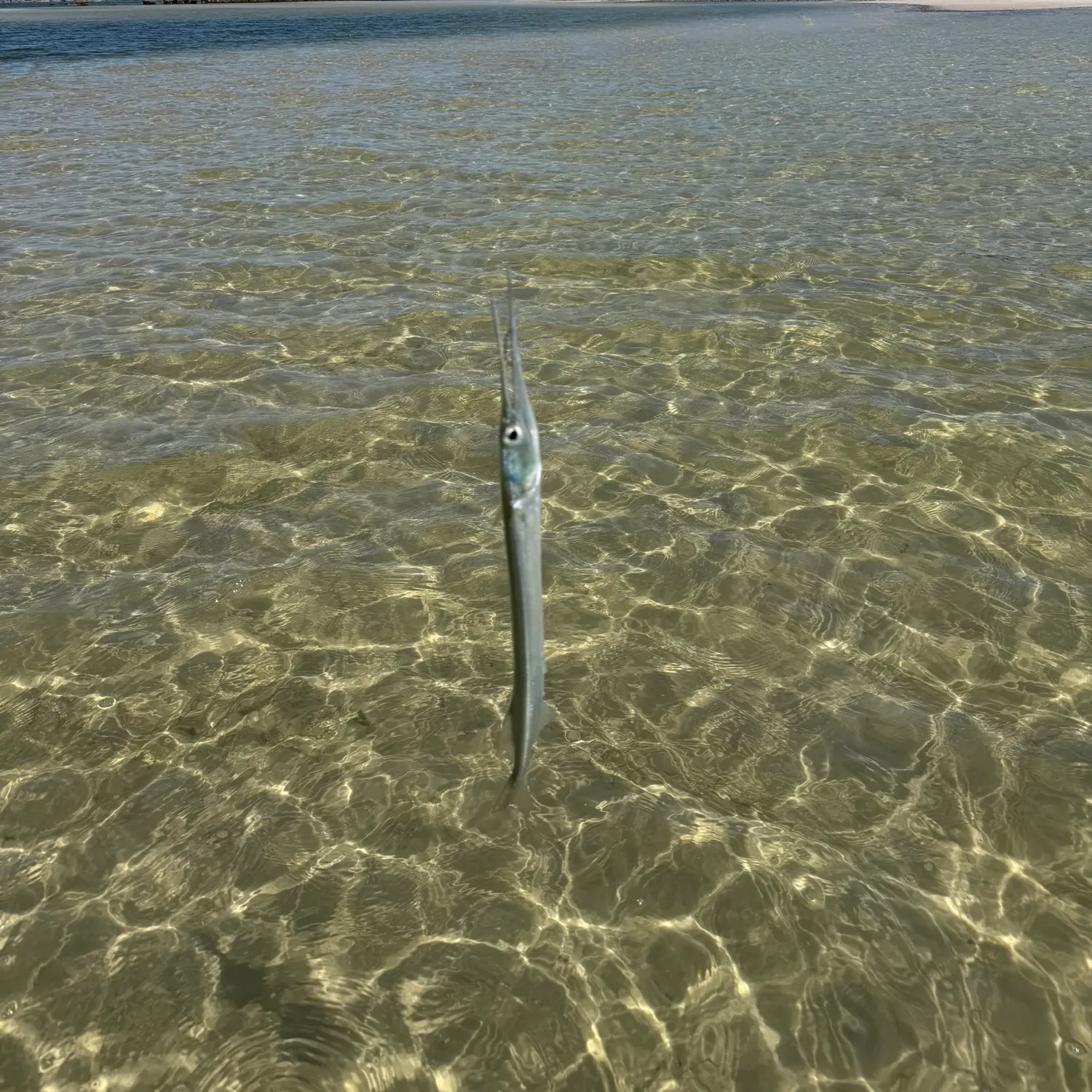 The most recent Atlantic needlefish catches on Fishbrain