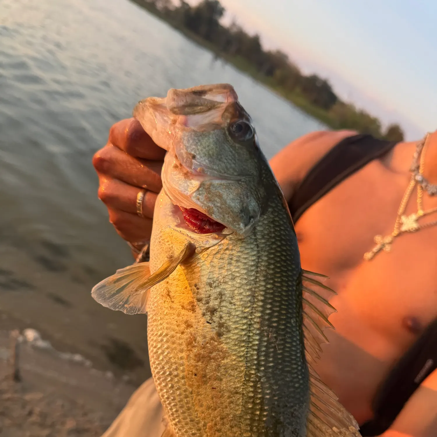 Largemouth bass caught on Fishbrain