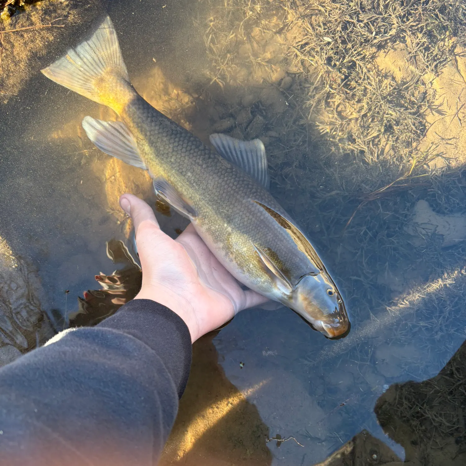 The most recent Desert sucker catches on Fishbrain