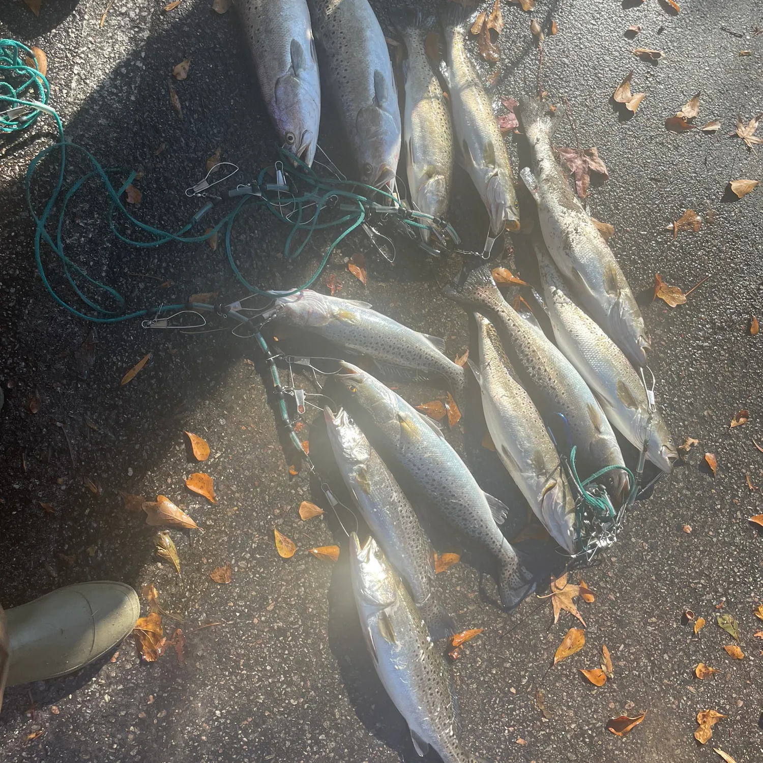 recently logged catches