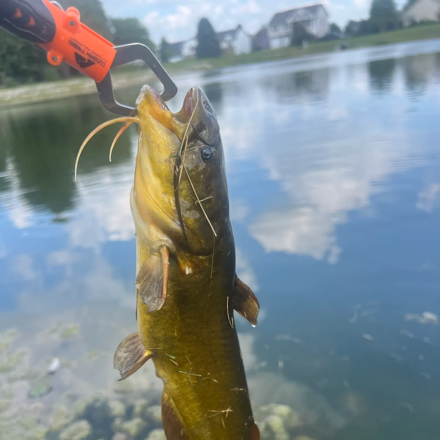 Black bullhead caught on Fishbrain