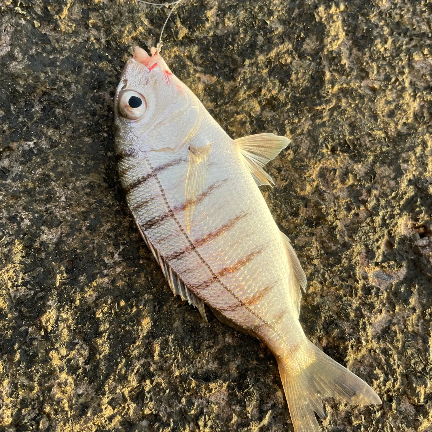 The most recent Striped seabream catches on Fishbrain