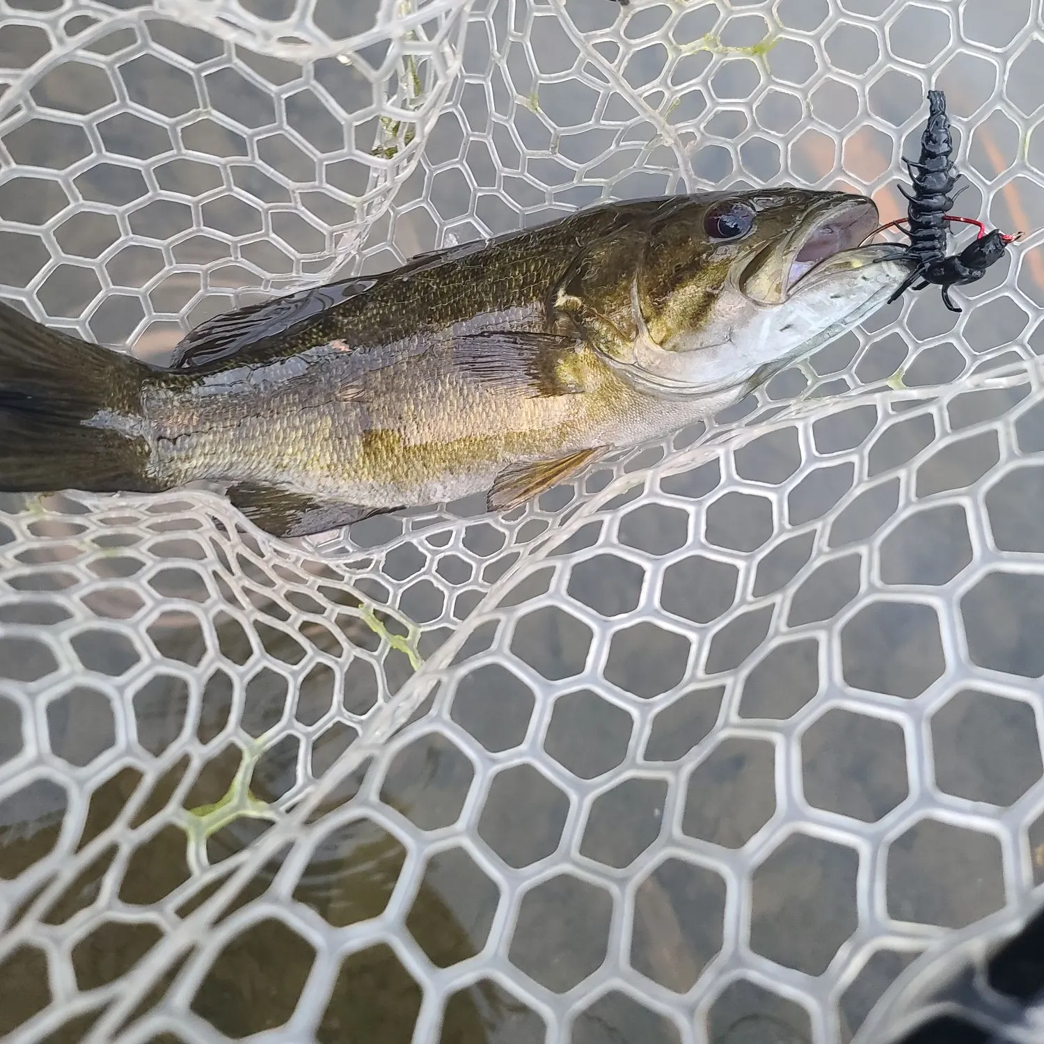Smallmouth bass caught on Fishbrain