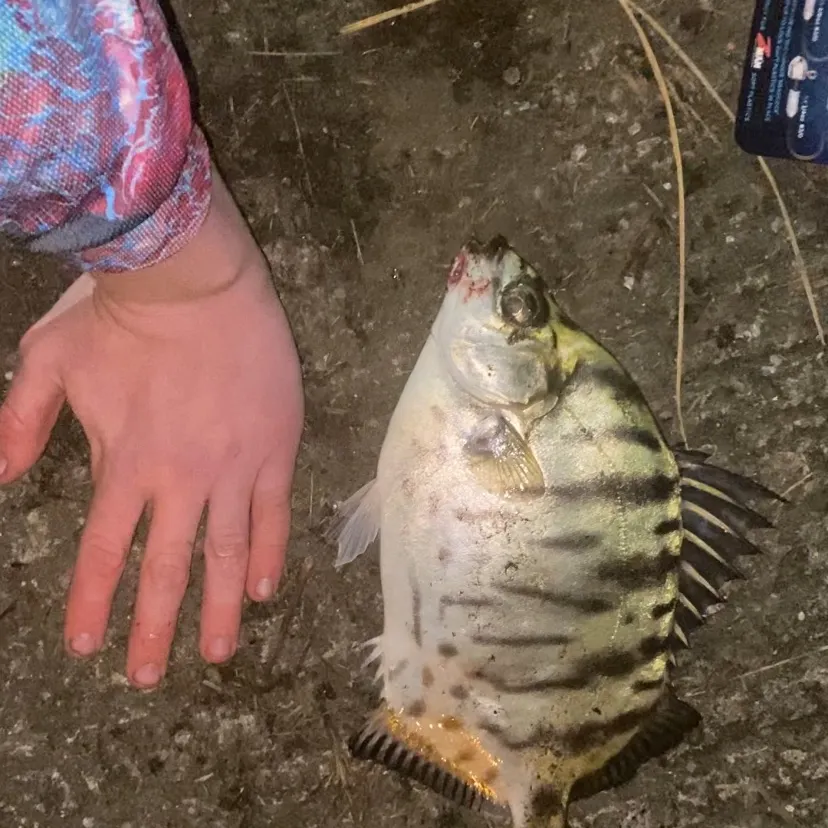 The most recent Spotbanded scat catches on Fishbrain