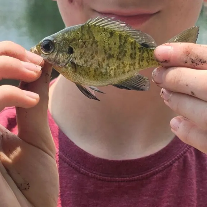 The most recent Pumpkingill hybrid catches on Fishbrain