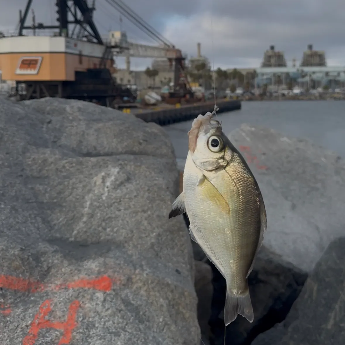 The most recent Pacific pompano catches on Fishbrain