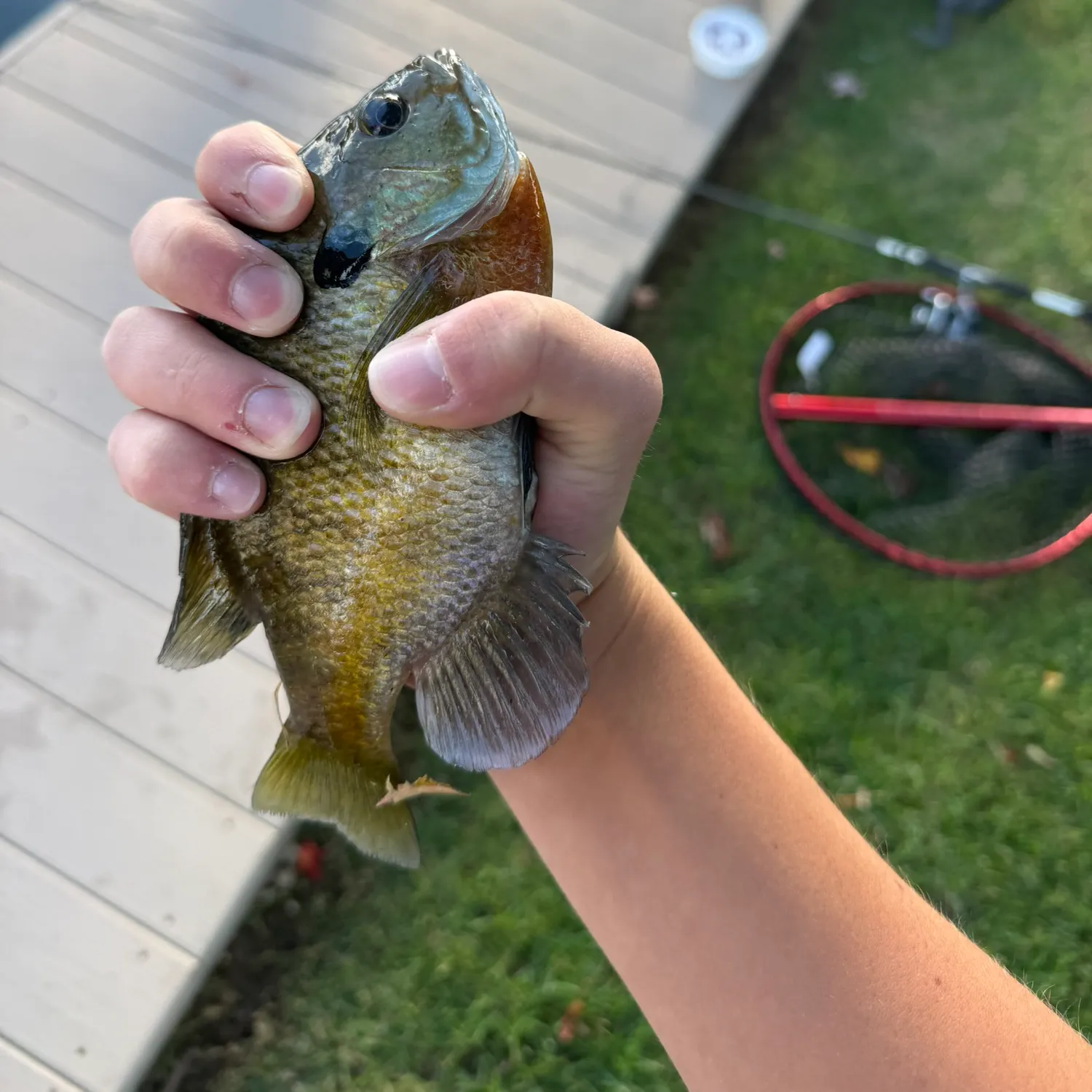 Bluegill caught on Fishbrain