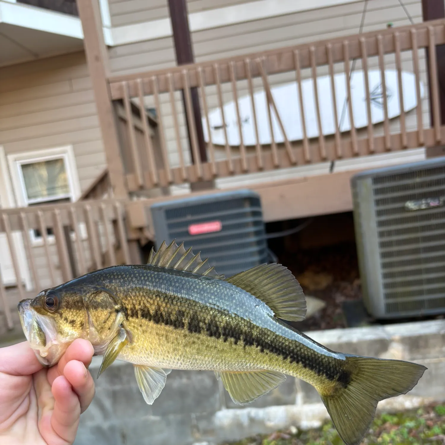 The most recent Spotted bass catches on Fishbrain