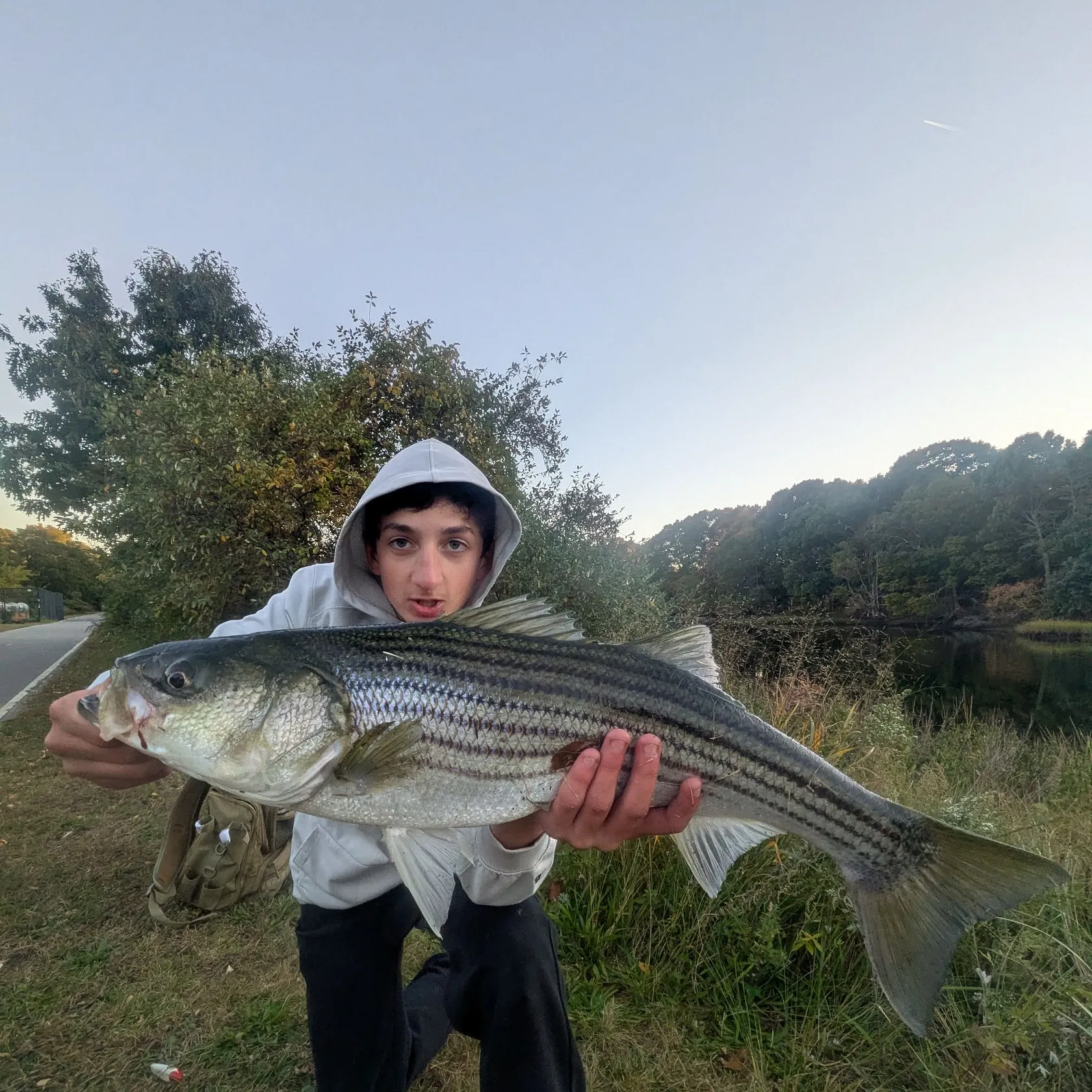 Striped bass caught on Fishbrain
