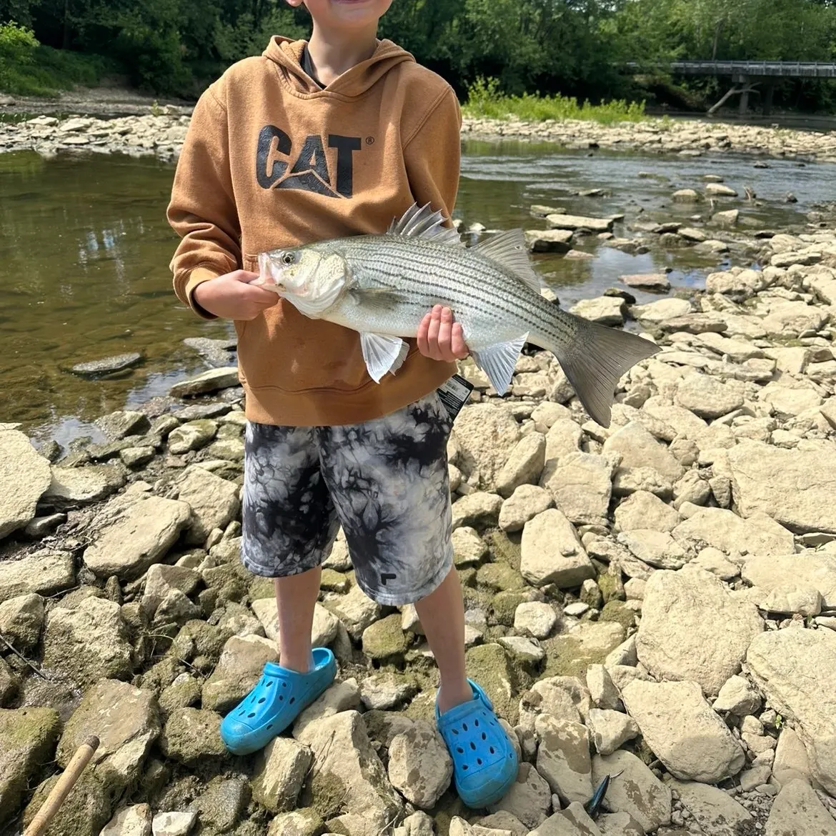 Striped bass caught on Fishbrain