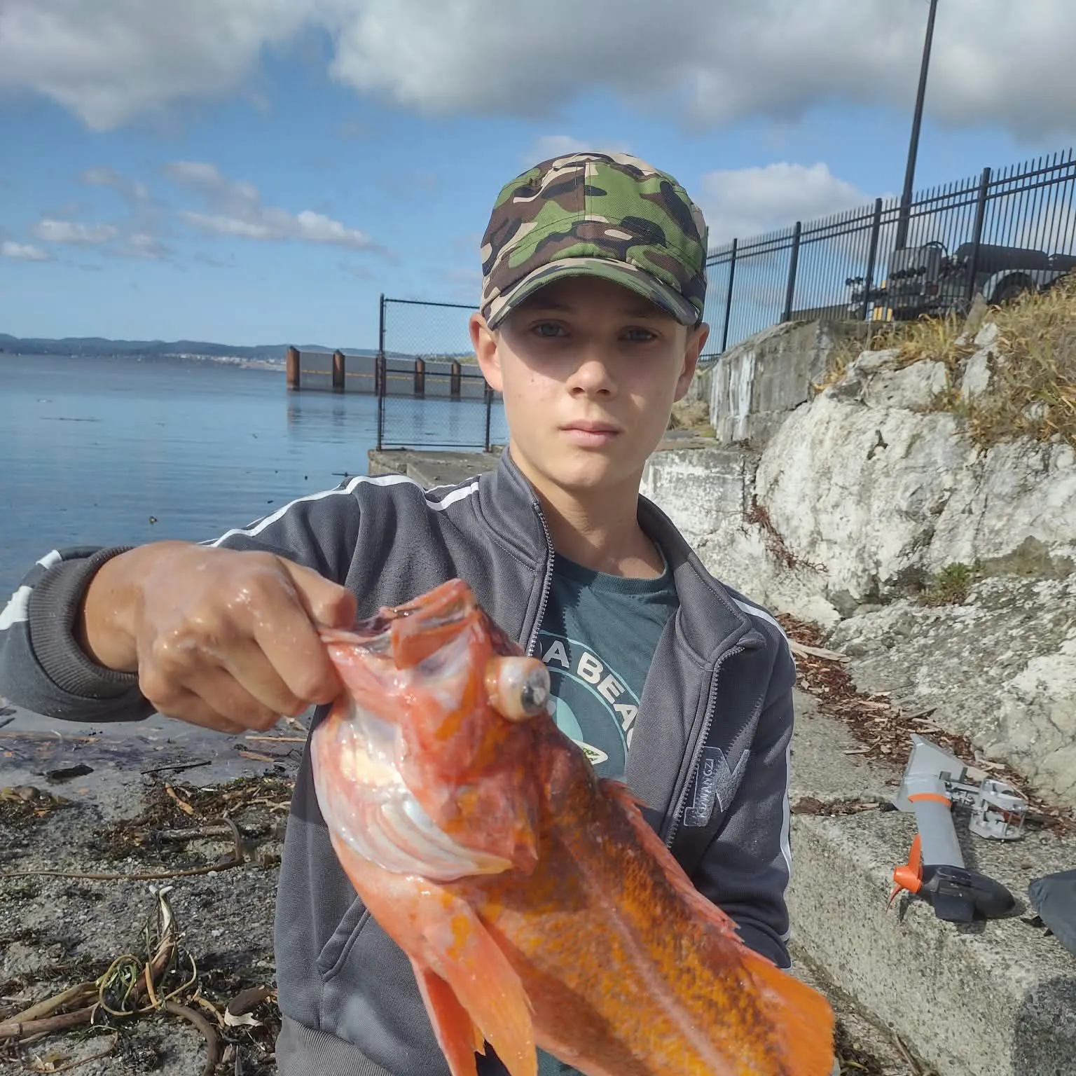 Canary rockfish caught on Fishbrain