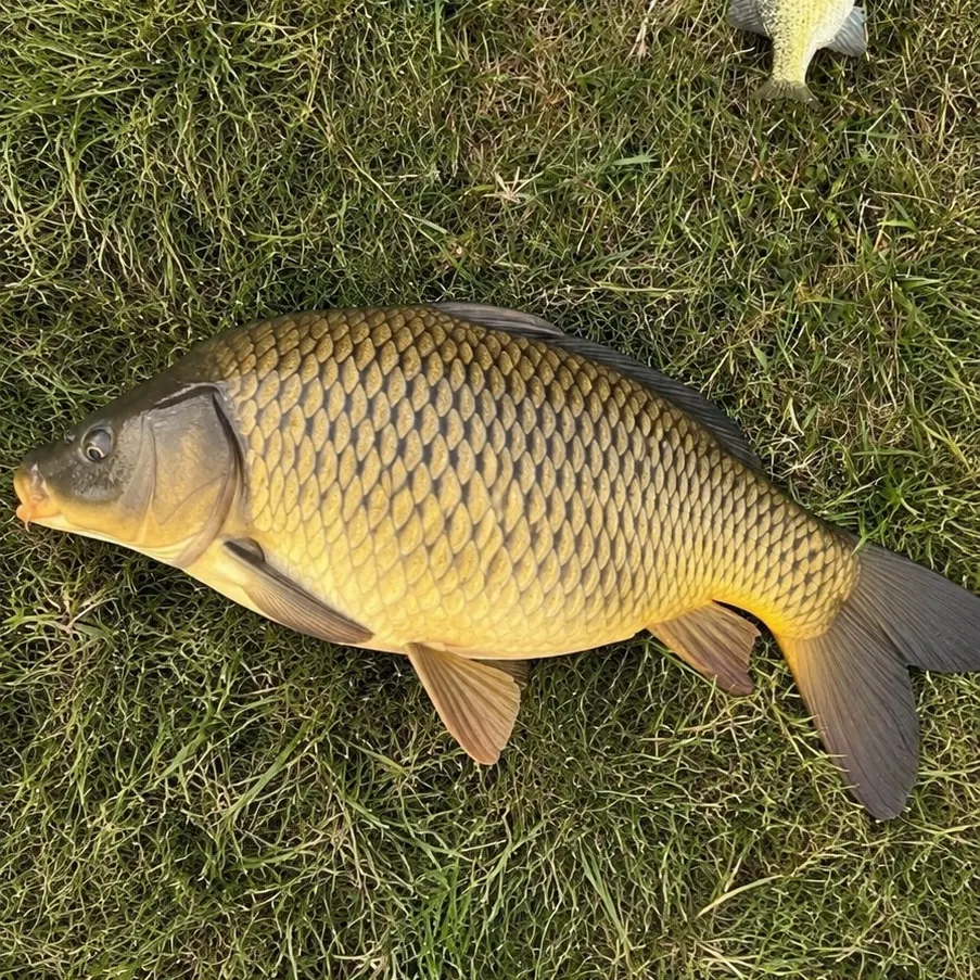 Common carp caught on Fishbrain