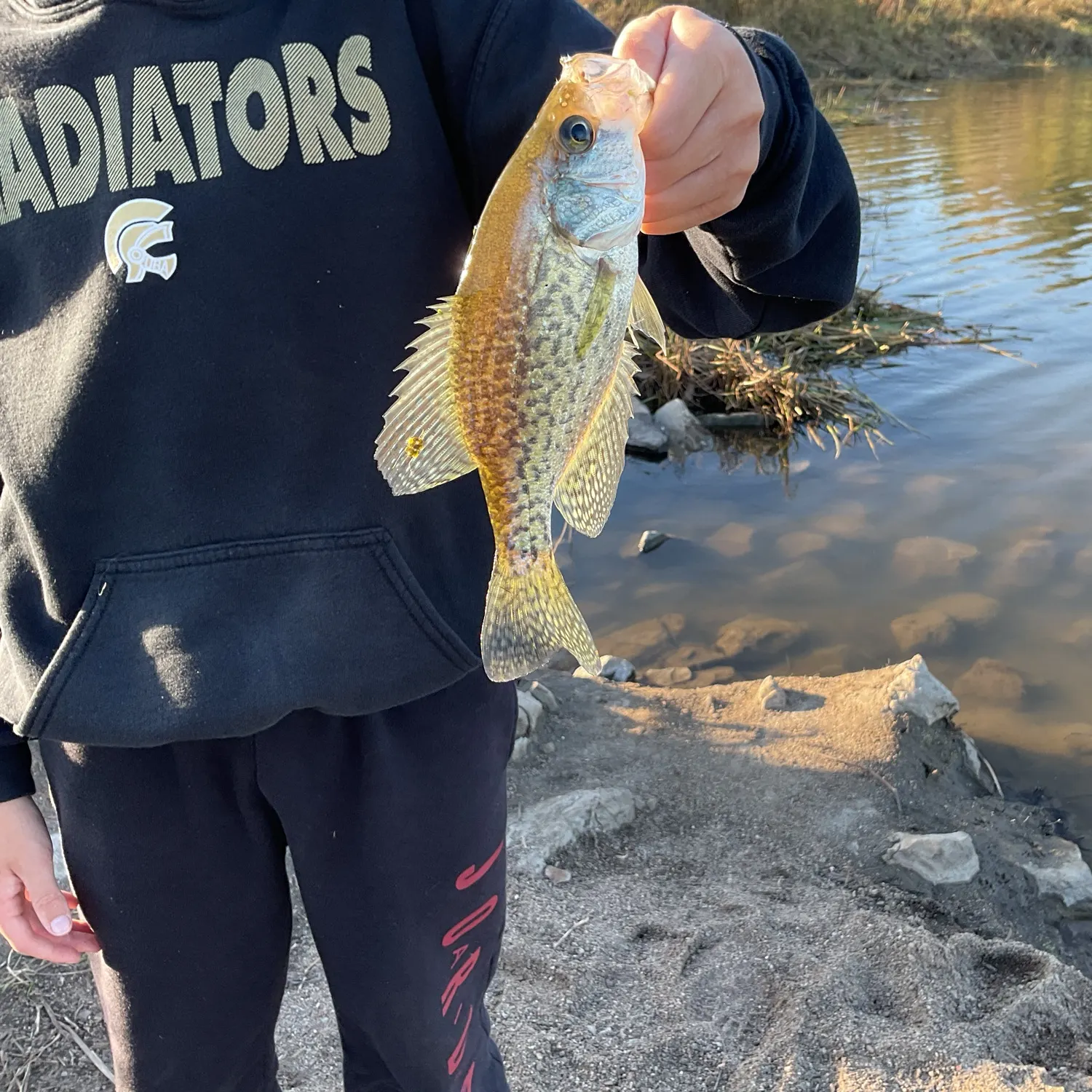 Spotted bass caught on Fishbrain