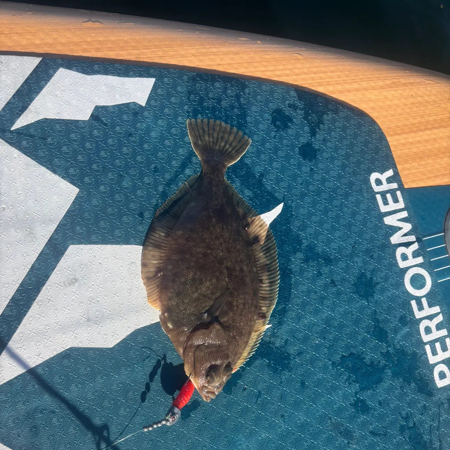 The most recent Stone Flounder catches on Fishbrain