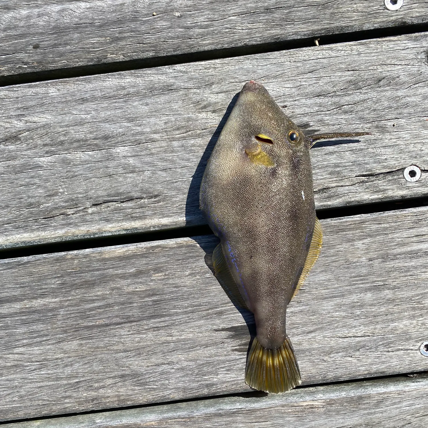The most recent Yellowfin leatherjacket catches on Fishbrain