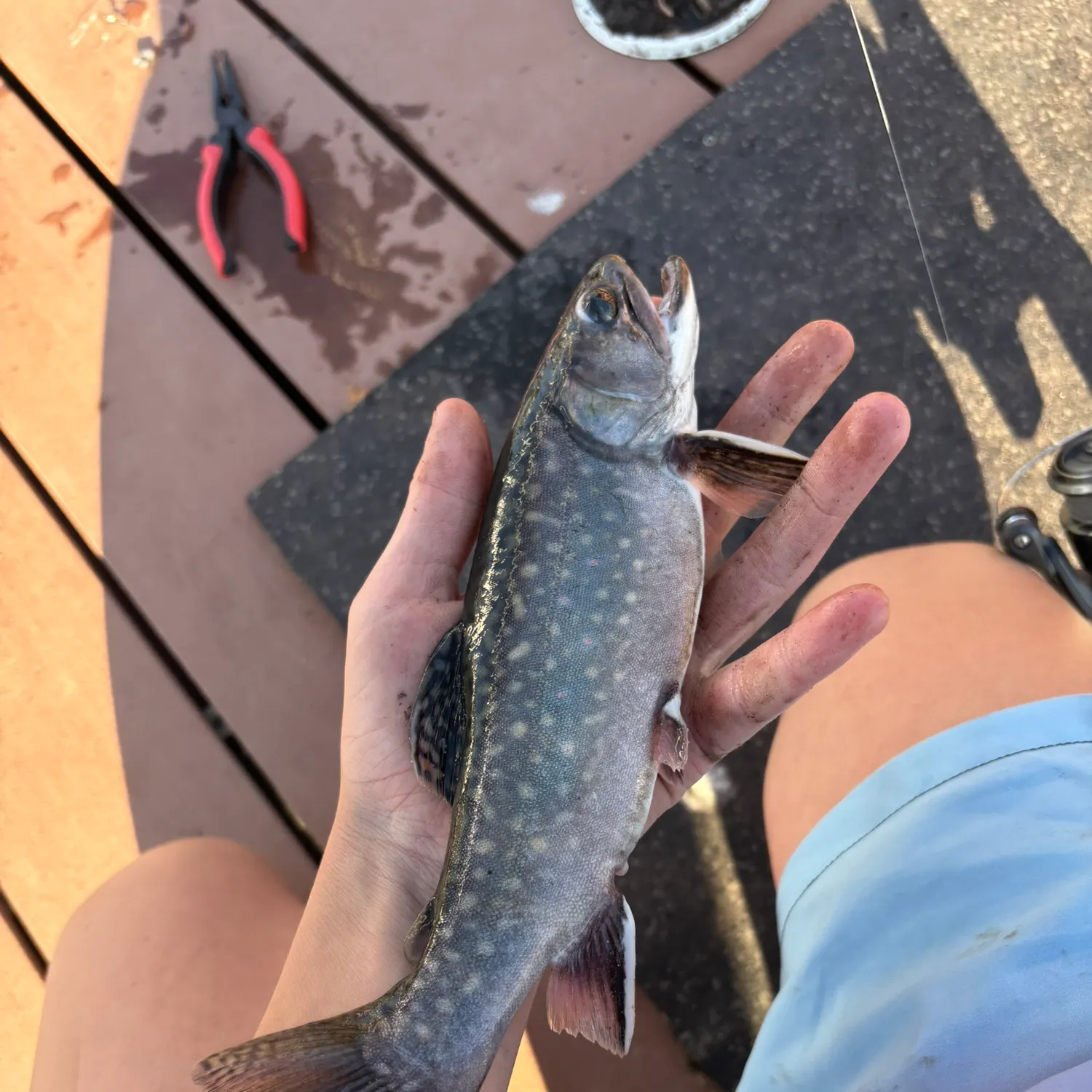 Brook trout caught on Fishbrain