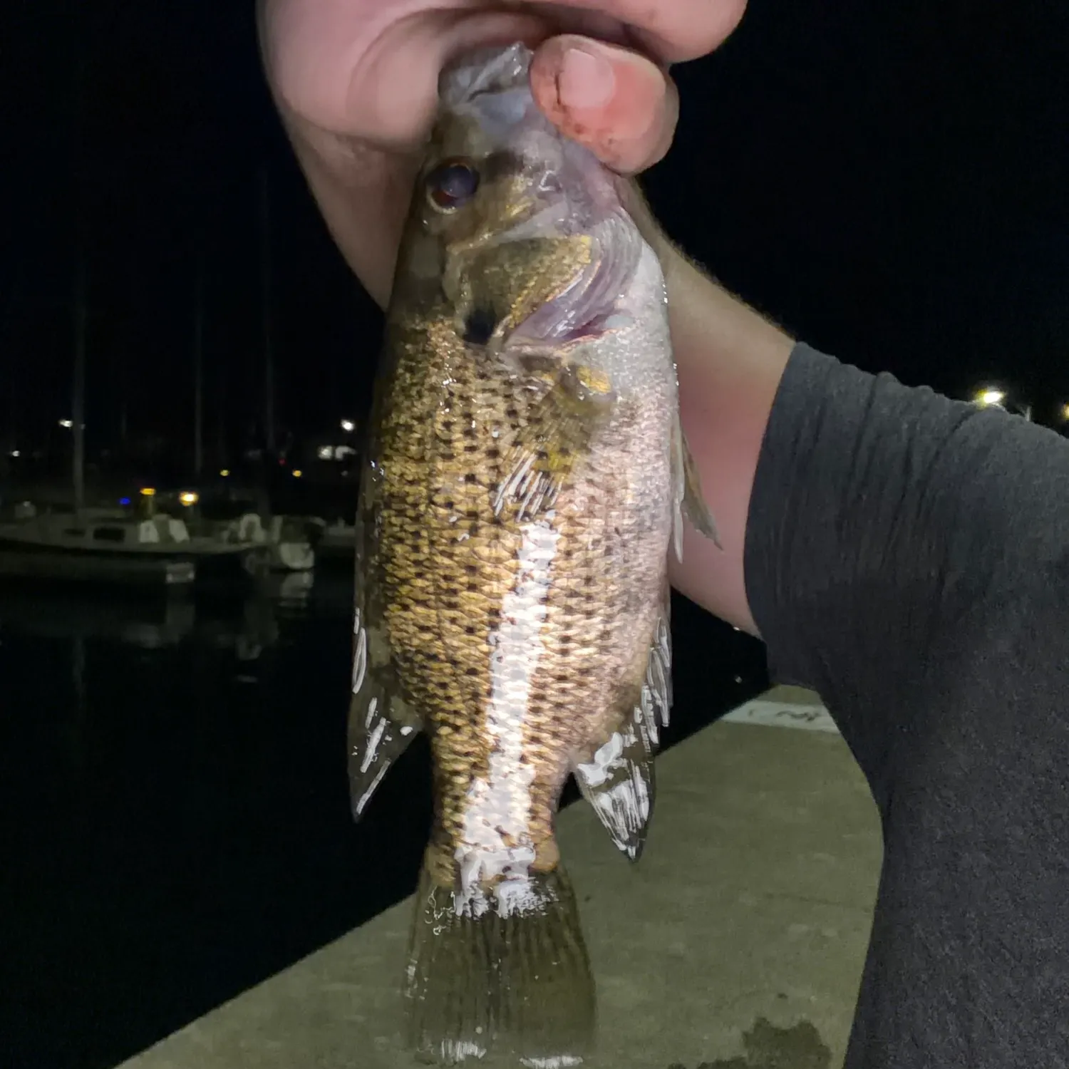 Rock bass caught on Fishbrain