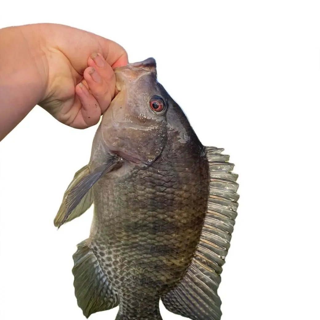 Blue tilapia caught on Fishbrain