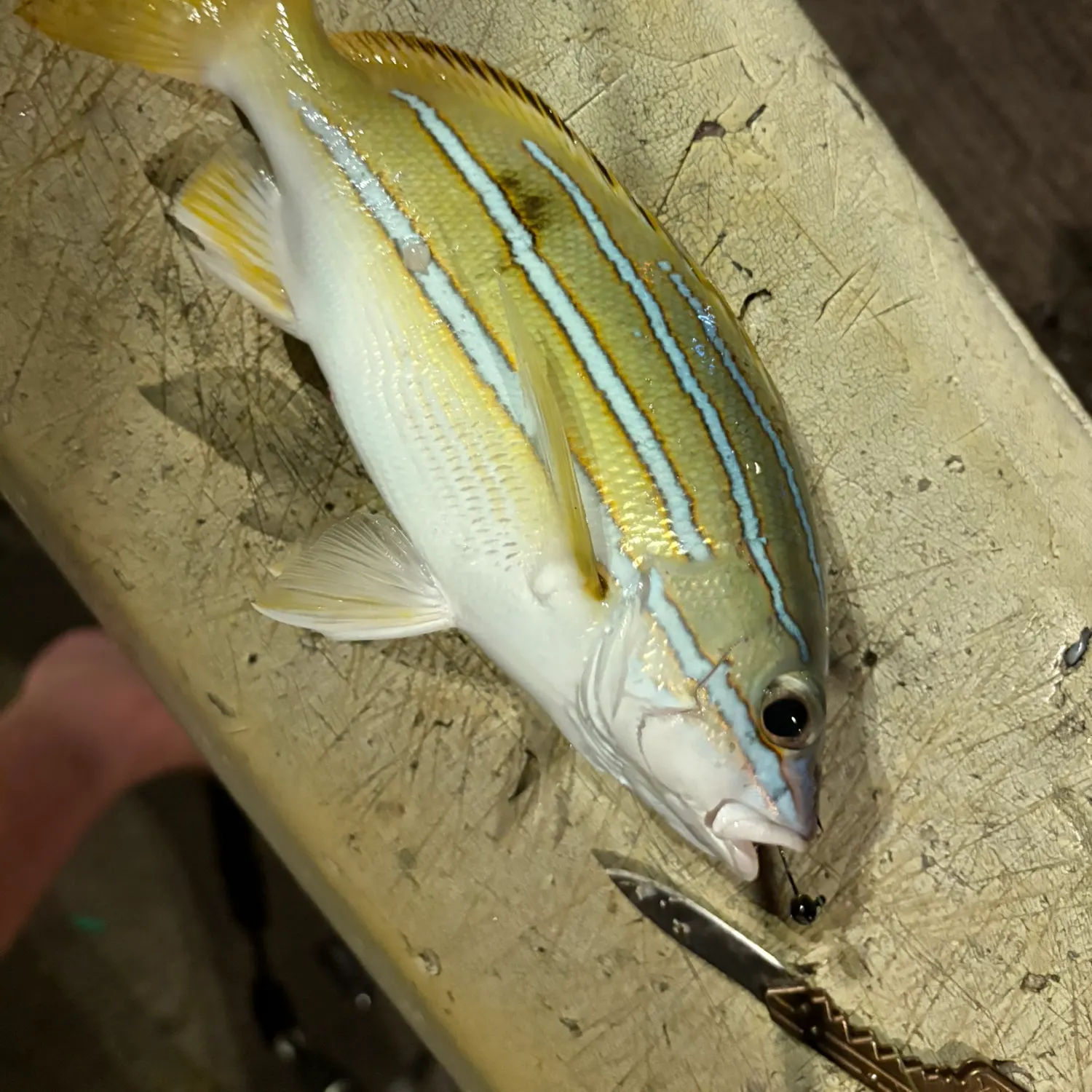 The most recent Common bluestripe snapper catches on Fishbrain