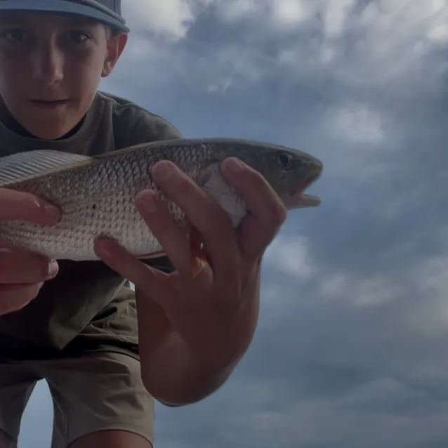 Red drum caught on Fishbrain