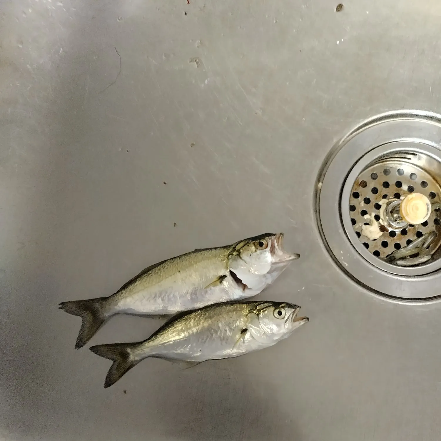 Bluefish caught on Fishbrain