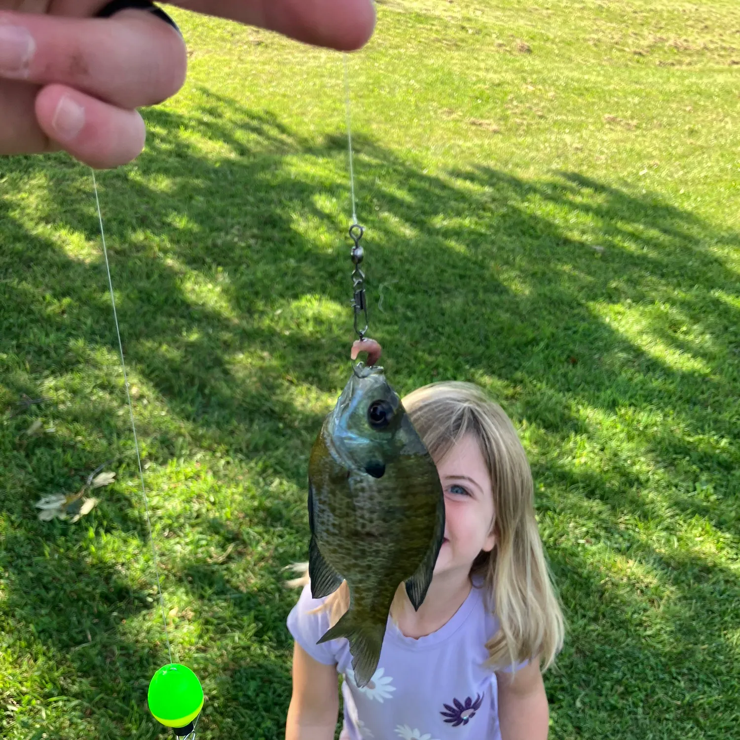 Bluegill caught on Fishbrain
