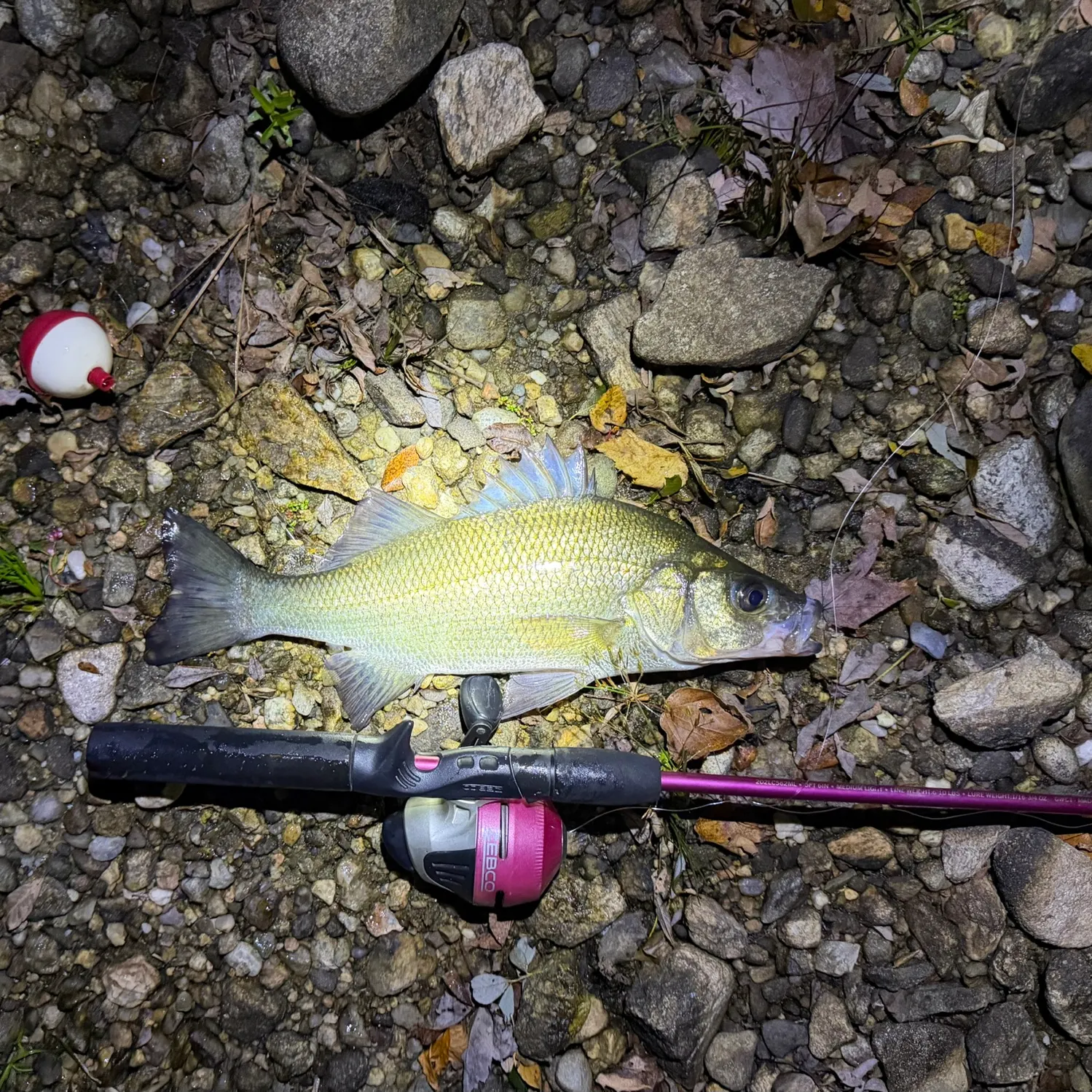 White perch caught on Fishbrain