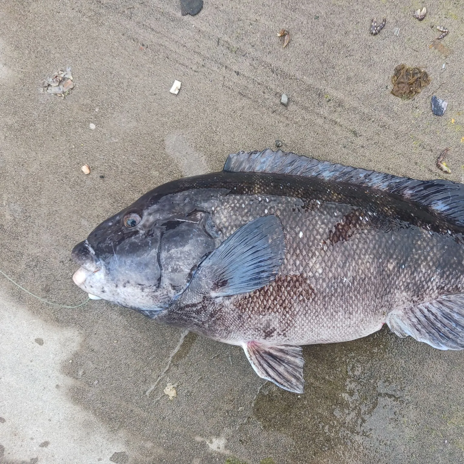 The most recent Tautog catches on Fishbrain