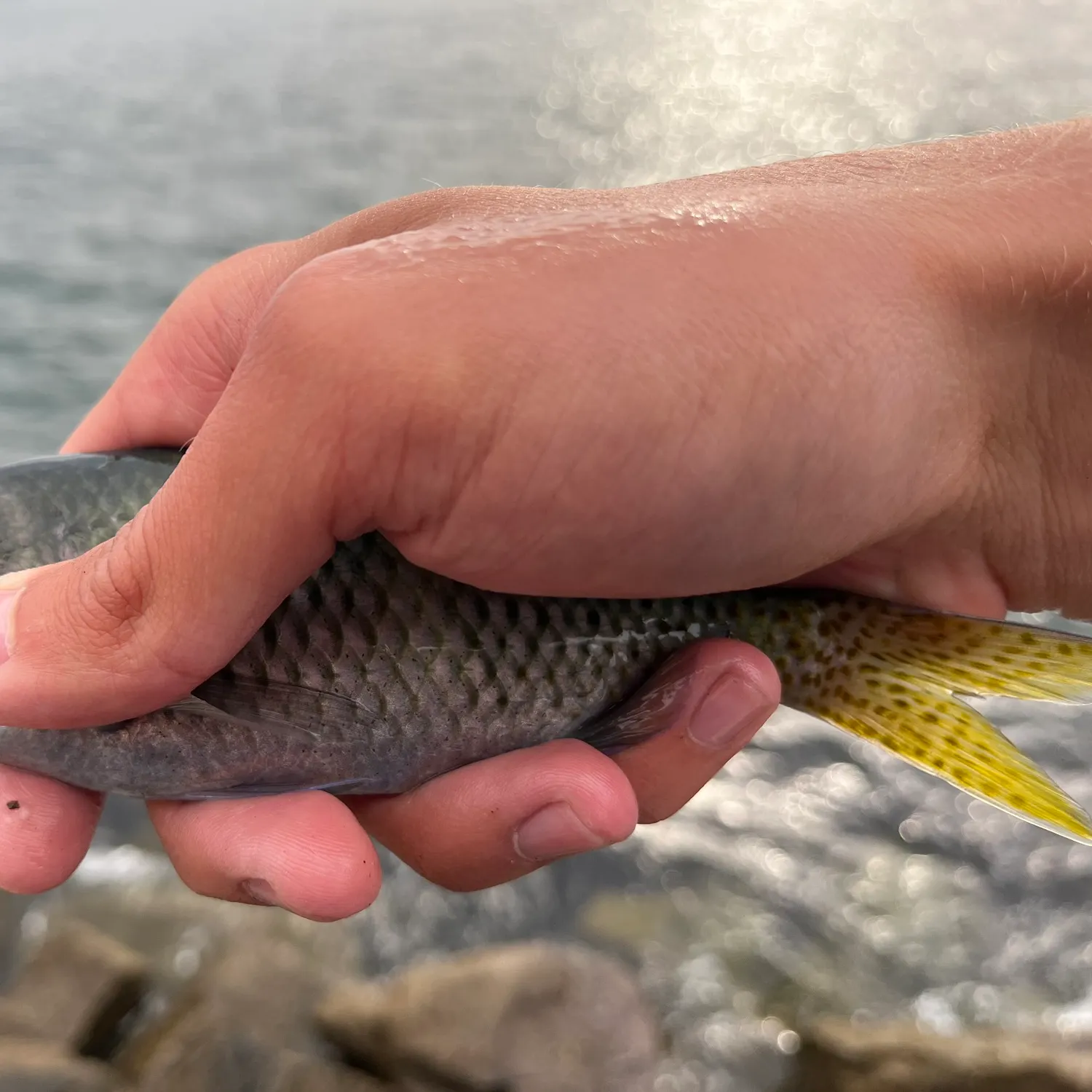 most liked catch image