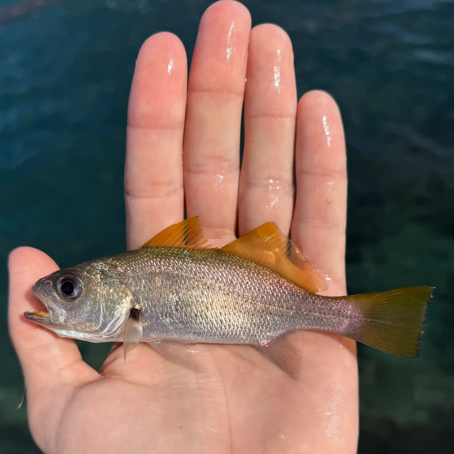 The most recent Reef croaker catches on Fishbrain