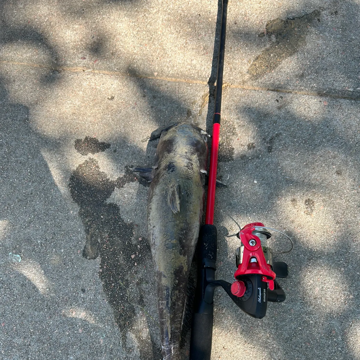 Channel catfish caught on Fishbrain