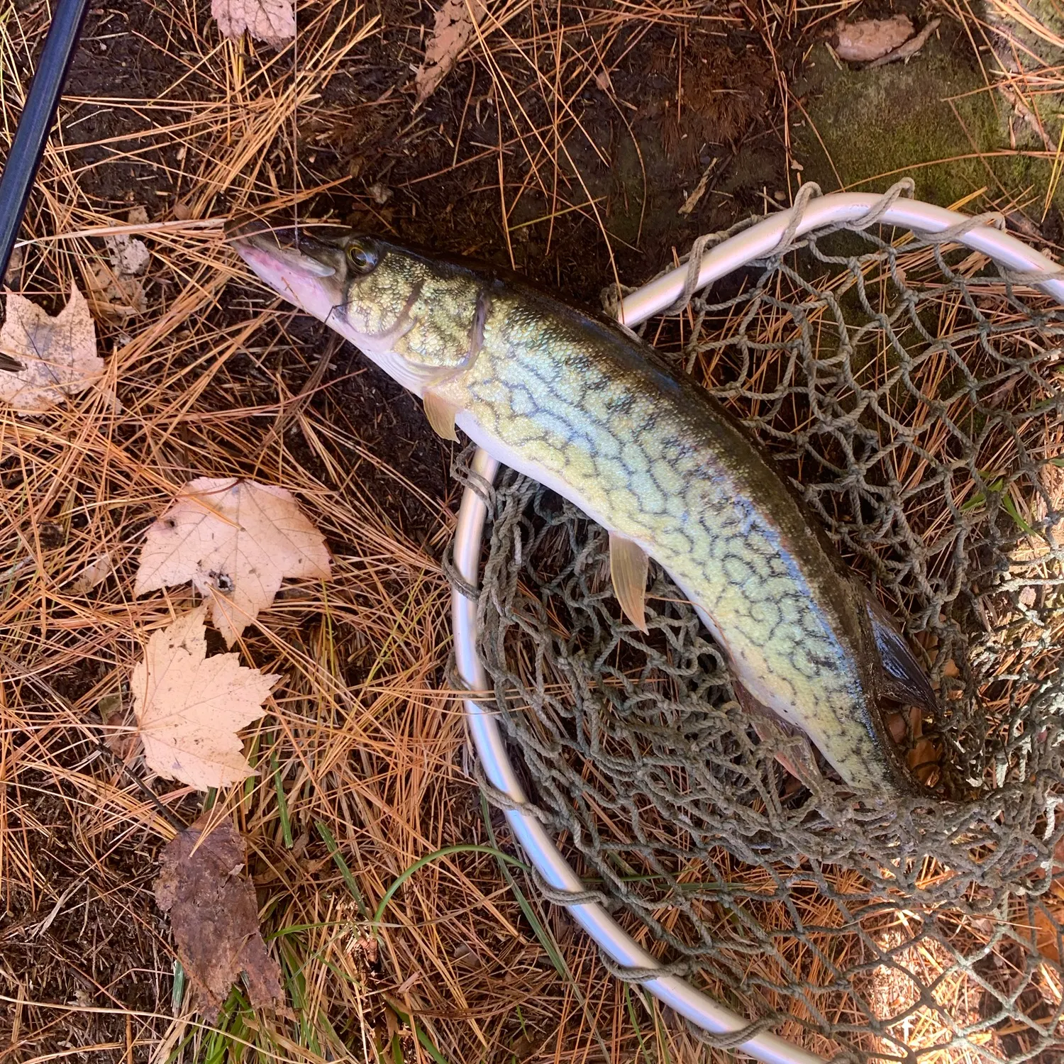 Chain pickerel caught on Fishbrain