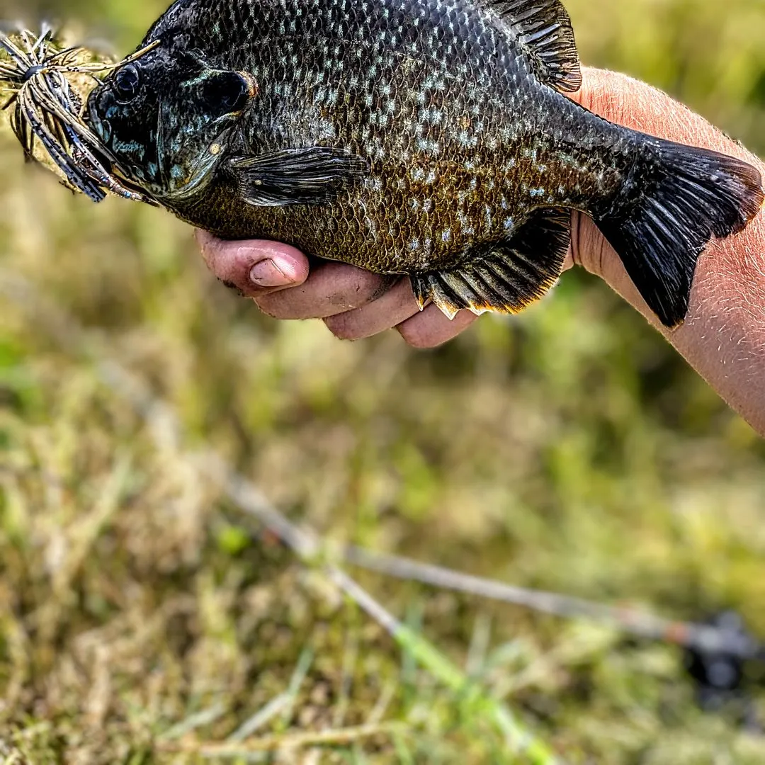 Greengill hybrid caught on Fishbrain