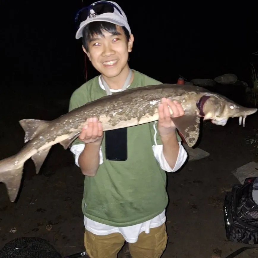 Lake sturgeon caught on Fishbrain